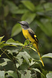 Image. Grey-chinned Minivet