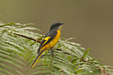 Image. Grey-chinned Minivet