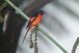 Image. Grey-chinned Minivet