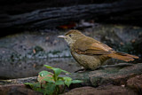 Image. Grey-eyed Bulbul