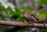 Image. Grey-eyed Bulbul