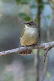 Image. Grey-eyed Bulbul