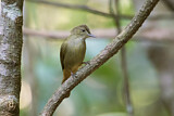 Image. Grey-eyed Bulbul
