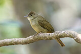 Image. Grey-eyed Bulbul