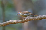 Image. Grey-faced Tit-Babbler