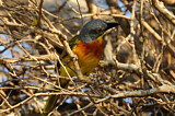Image. Grey-headed Bushshrike