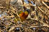 Image. Grey-headed Bushshrike