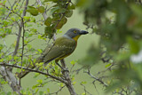 Image. Grey-headed Bushshrike
