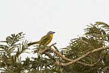 Image. Grey-headed Bushshrike