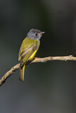 Image. Grey-headed Canary-flycatcher