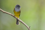 Image. Grey-headed Canary-flycatcher