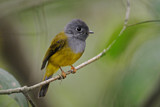 Image. Grey-headed Canary-flycatcher