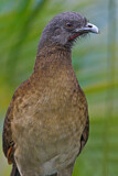 Image. Grey-headed Chachalaca