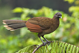 Image. Grey-headed Chachalaca