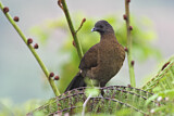 Image. Grey-headed Chachalaca