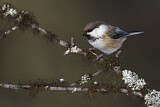 Image. Grey-headed Chickadee