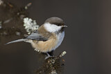 Image. Grey-headed Chickadee