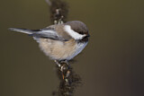 Image. Grey-headed Chickadee