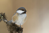 Image. Grey-headed Chickadee
