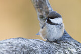 Image. Grey-headed Chickadee