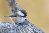 Image. Grey-headed Chickadee