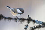 Image. Grey-headed Chickadee