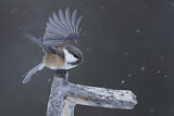 Image. Grey-headed Chickadee