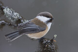 Image. Grey-headed Chickadee