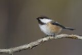 Image. Grey-headed Chickadee