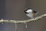 Image. Grey-headed Chickadee