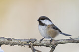 Image. Grey-headed Chickadee