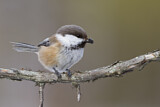 Image. Grey-headed Chickadee