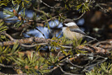 Image. Grey-headed Chickadee