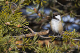 Image. Grey-headed Chickadee