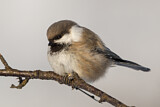Image. Grey-headed Chickadee