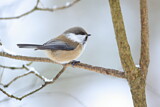 Image. Grey-headed Chickadee