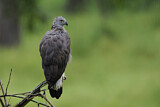 Image. Grey-headed Fish Eagle