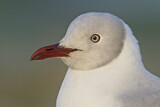 Image. Grey-headed Gull