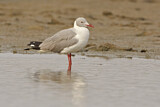 Image. Grey-headed Gull