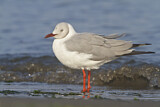 Image. Grey-headed Gull