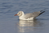 Image. Grey-headed Gull