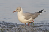 Image. Grey-headed Gull