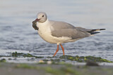 Image. Grey-headed Gull