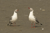 Image. Grey-headed Gull