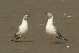 Image. Grey-headed Gull