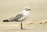 Image. Grey-headed Gull