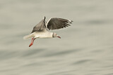 Image. Grey-headed Gull