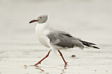 Image. Grey-headed Gull