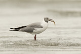 Image. Grey-headed Gull