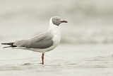 Image. Grey-headed Gull